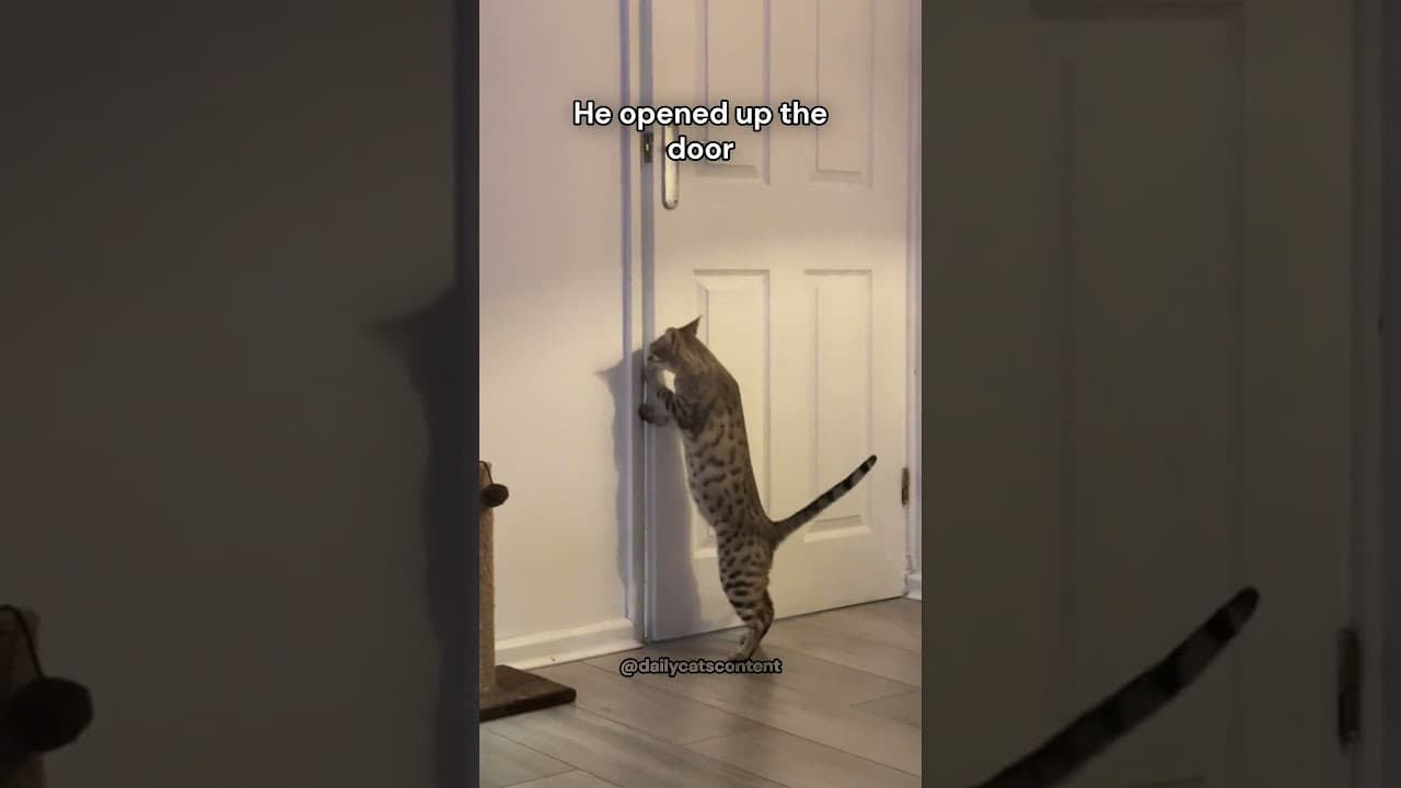HomerがBartsを外に出す猫の様子