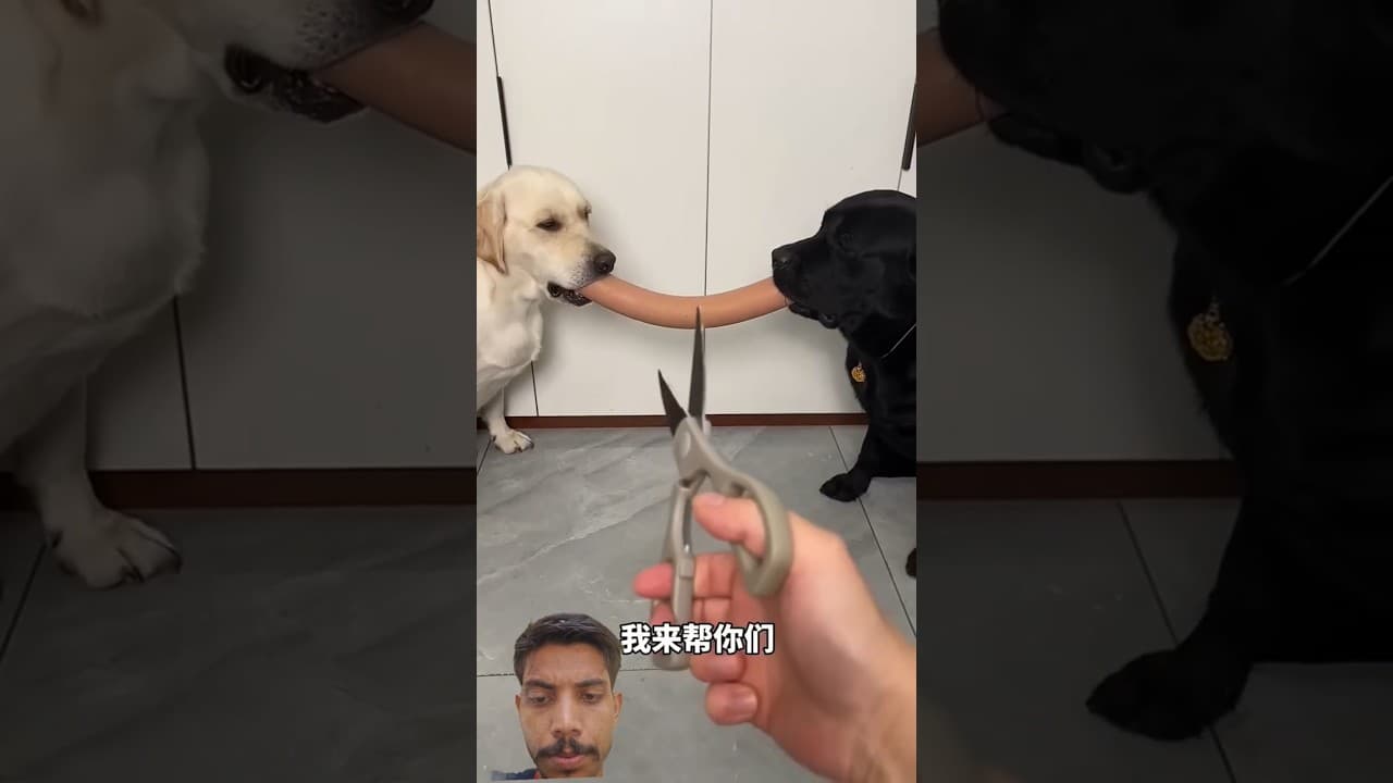 悲しそうな表情を見せるラブラドールの動画